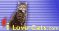 I Love Cats . com